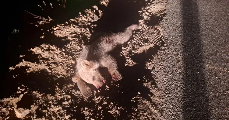 Tunceli’de yavru ayı kazada öldü