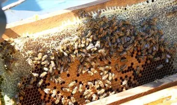 Türk bilim insanları arıların gen haritasını çıkaracak