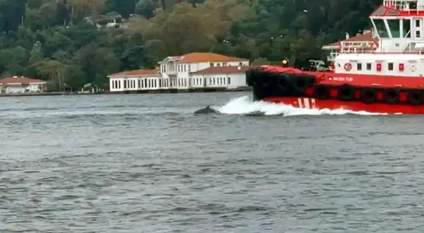yunuslar-istanbul-bogazinda-teknelerle-yaristi-balik-surusunun-pesine-dusup-teknelerle-yarisan-yunuslar-sahild-1790259792552.jpg
