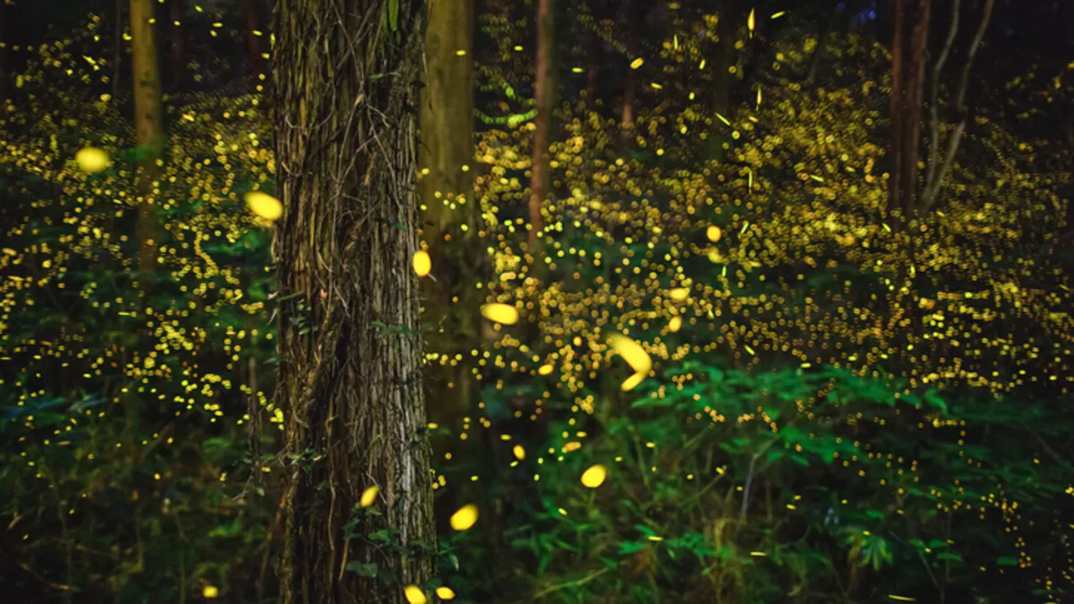 Ateşböceklerinin gizemi çözüldü: Neden aynı anda parlıyorlar?