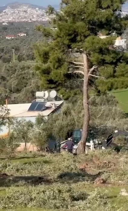 SABAH ortaya çıkarmıştı! Zeytin ağacı katliamında şok görüntüler: İş makinesiyle...