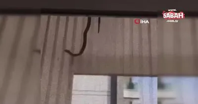 Evin içerisine giren yılan perdeden süzülerek inmeye çalıştı! O anlar kamerada | Video