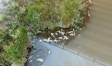 Toplu balık ölümleri görenleri tedirgin ediyor #sivas
