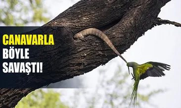 Yavrularını korumaya çalışan kuşun kertenkele ile mücadelesi