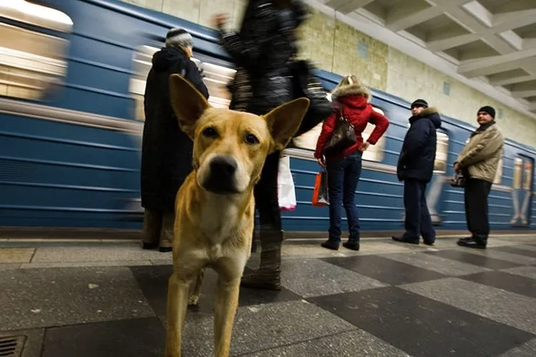 Metro kullanan sokak köpekleri
