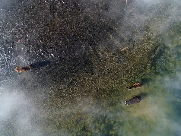 Mandalar dondurucu suyun altındaki otla besleniyor