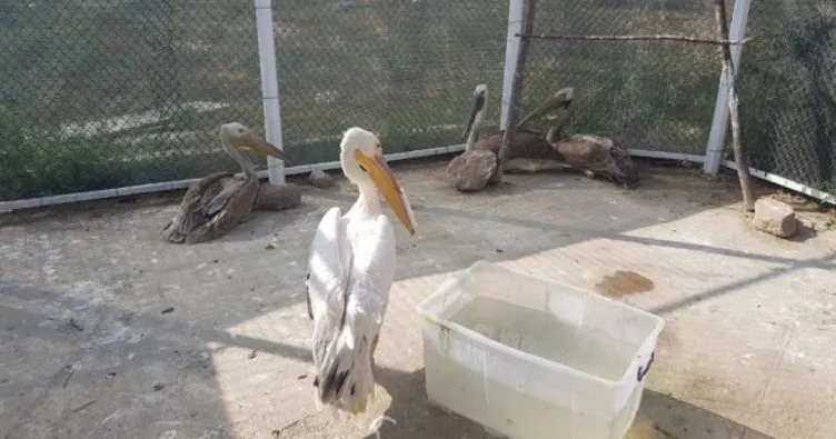 Travma yaşayan ve birinin ayağı kırık olan 3 pelikanın tedavisi sürüyor