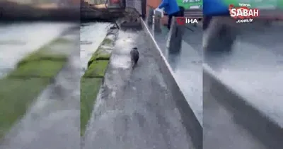 SON DAKİKA! Eminönü’nde denizde şaşkına çeviren görüntü! Görenler gözlerine inanamadı | Video