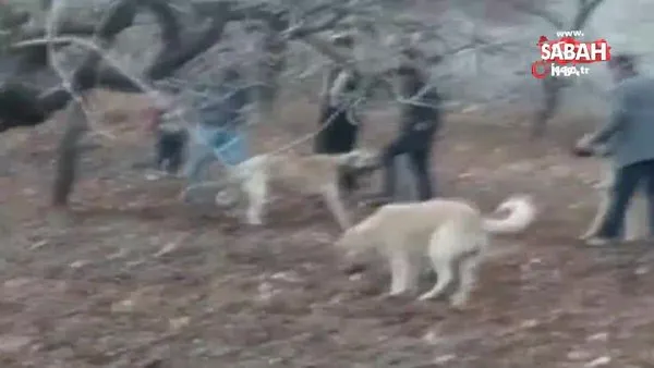 Jandarmadan köpek dövüşüne baskın kamerada | Video