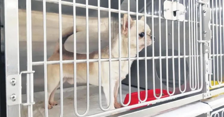 Köpeklerin ses tellerinin kesildiği raporla kesinleşti