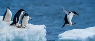 Dünyanın son kalesi çöküyor mu? Antarktika’da korkutan değişim