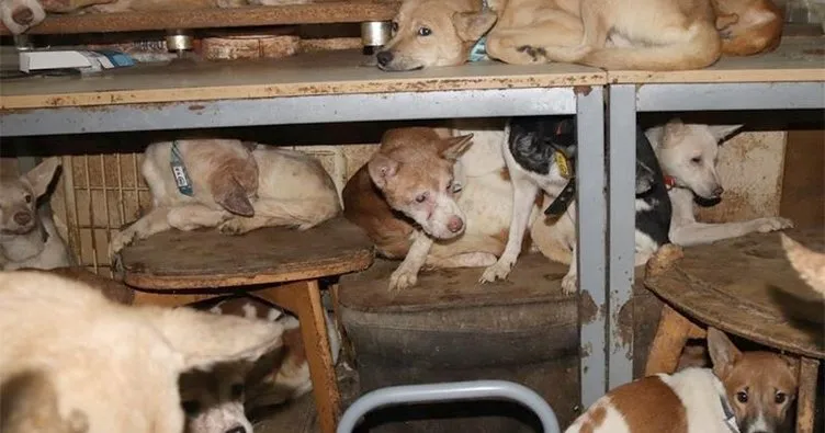 30 metrekarelik evde 164 köpek ile yaşam