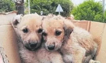 Kanala düşen yavrular kurtarıldı