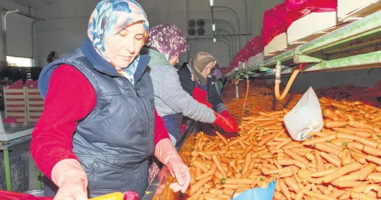 Okullara havuç suyu