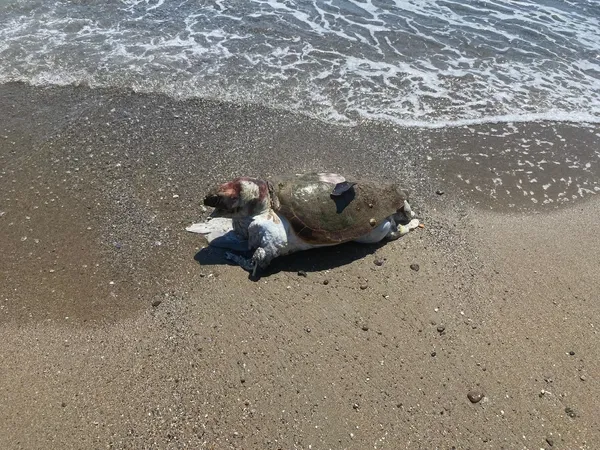 alanyada-sahilde-2-olu-caretta-caretta-bulundu-1782657318235.jpg