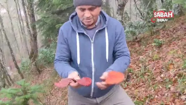 Doğada nadir görülen Reishi mantarını bulmanın sevincini yaşadı | Video