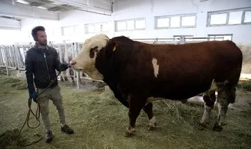 Damızlık boğa Milkyden 1,25 milyon liralık katkı #malatya Damızlık boğa Milkyden 1,25 milyon liralık katkı #malatya