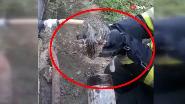 Muğla'da kafası demir boruya sıkışan yavru kediye ilginç operasyon | Video