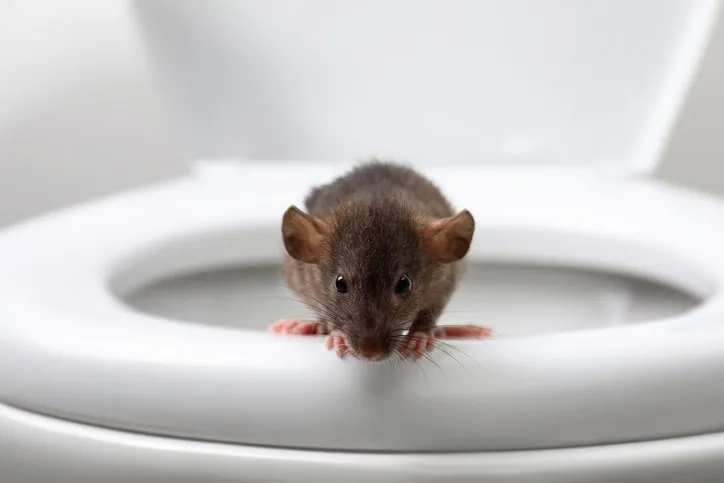 Tuvalette dehşet! Klozete gizlenen fare yüzünden tüm organları...