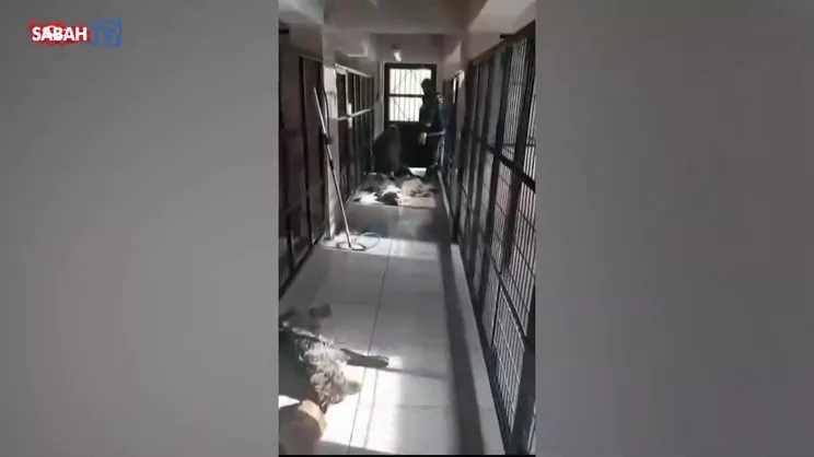 CHP'li belediyede hayvan katliamı! Çarpıcı görüntüler ortaya çıktı | Video