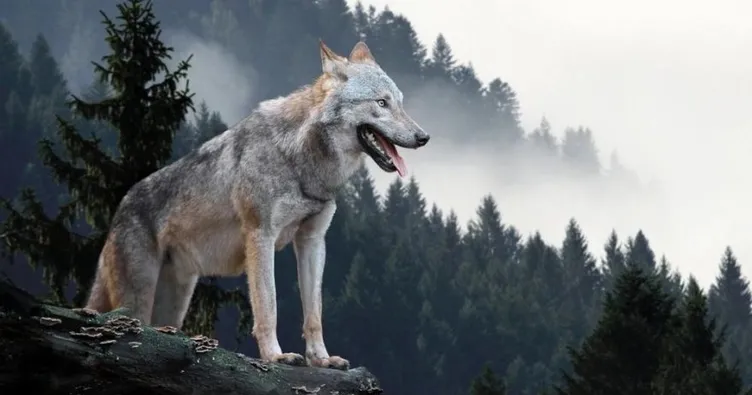 Rüyada kurt görmek nasıl yorumlanır? Rüyada siyah ve beyaz kurt görmek