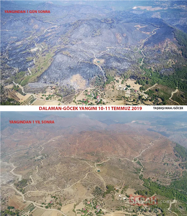 Muğla'da yanan alanlar tekrar yeşeriyor
