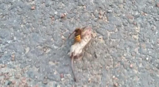Dev eşek arısı fareyi böyle avladı! O görüntüler hayrete düşürdü