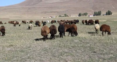 Devlet desteğiyle hayvancılıkta zirve: Zeynep Gülkırmızı 400 koyunluk sürüye ulaştı #agri