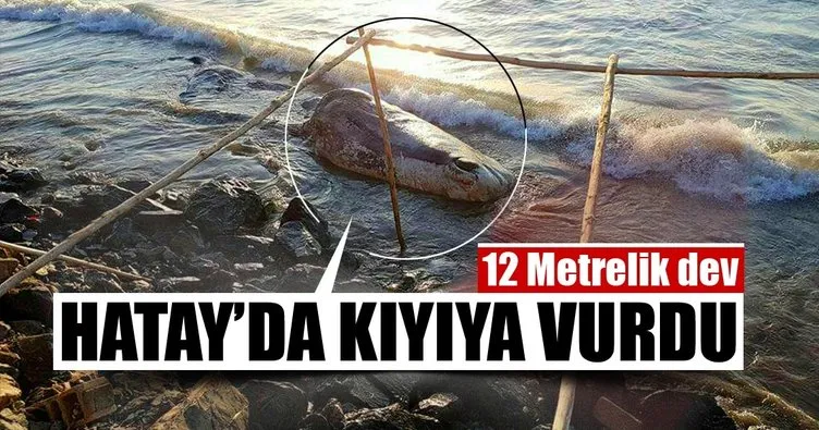 12 metrelik dev Hatay’da kıyıya vurdu