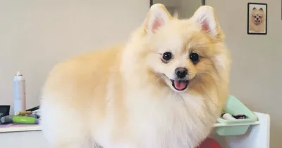 Louis pet otel parçalandı! Skandal savunma: Köpeğinizin yerine size aynısından alalım