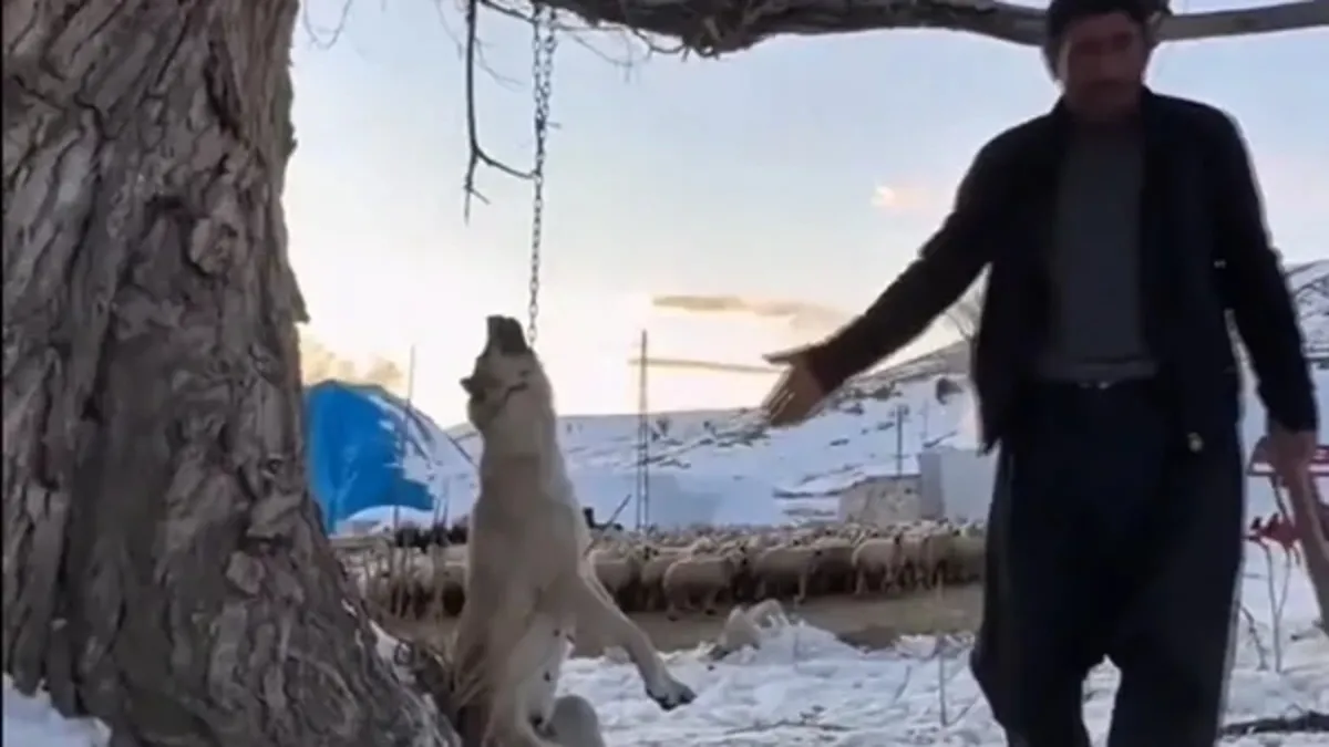 Kayseri’de köpeğini böyle öldürmüştü: O görüntüler çok konuşuldu! Cani hakkında karar… Kayseri’de köpeğini böyle öldürmüştü: O görüntüler çok konuşuldu! Cani hakkında karar…