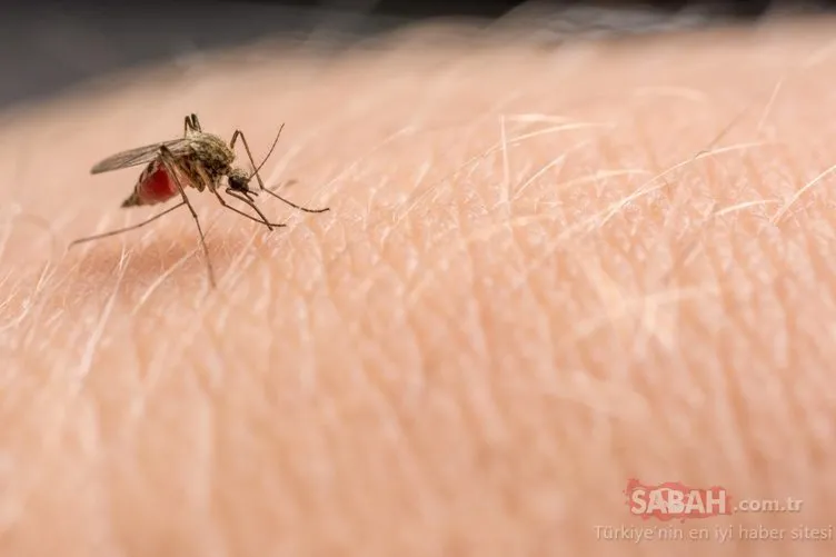 Son dakika haberi: Dünya Sağlık Örgütü açıkladı! Corona virüsü sivrisinek aracılığıyla bulaşır mı?