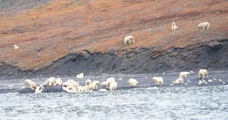 230 kutup ayısı ziyafete katıldı