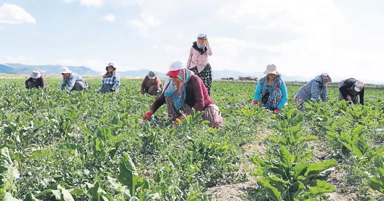 Çiftçilere uzaktan ‘eğitim’ dopingi