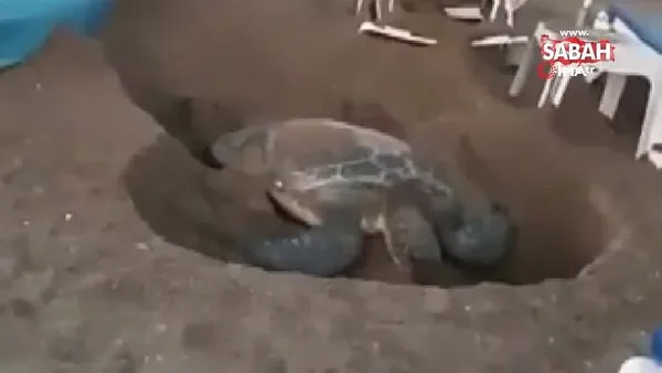Deniz kaplumbağasının şezlonglar arasındaki yumurtlama çabası