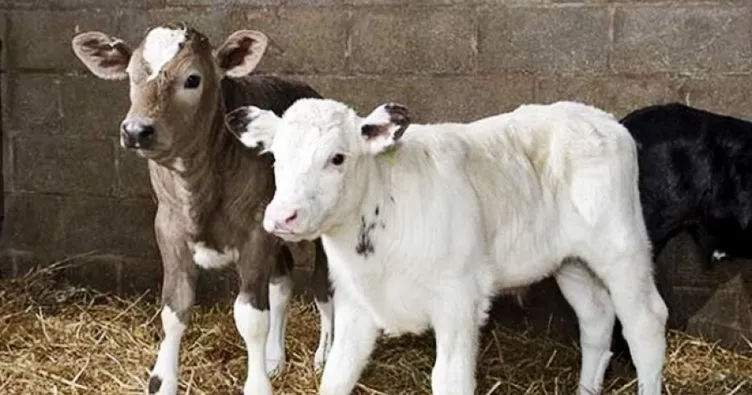 buzagi desteklemeleri ne zaman hangi gun yatacak buzagi destegi yatti mi son dakika haberler
