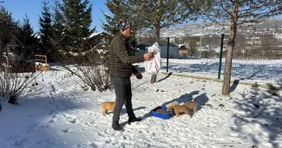 Eskipazar Belediyesinden sokak hayvanlarına sıcak dokunuş #karabuk