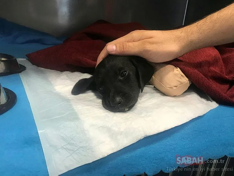 Sakarya’da bacakları kesilerek öldürülen yavru köpekle ilgili validen flaş açıklama