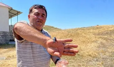 O ilimizde ortaya çıktı: Bu böceği öldürmenin cezası 557 bin TL! #sivas