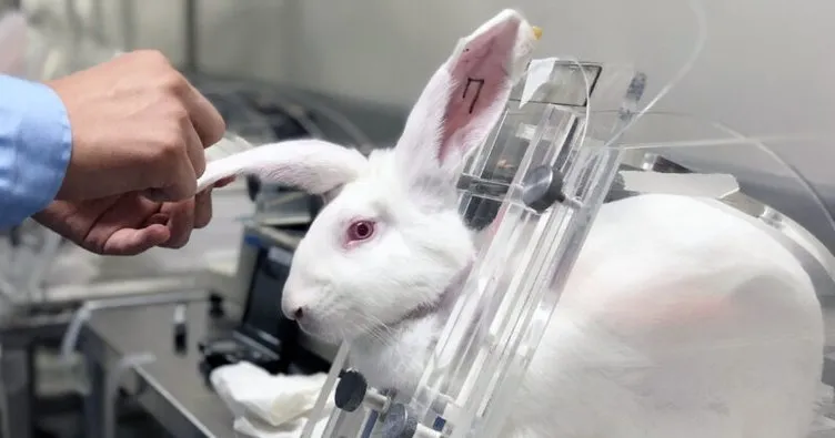 Diyanet’ten fetva: Kozmetik amaçlı hayvan deneyleri caiz değil