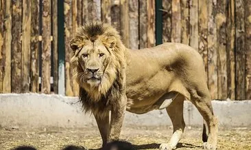 Ankara Gölbaşı’nda ’Aslan’ korkusu! Kükremelerinden uyuyamıyoruz