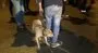 Antalya'da yanmaktan son anda kurtulan köpek sahibinde böyle sığındı | Video