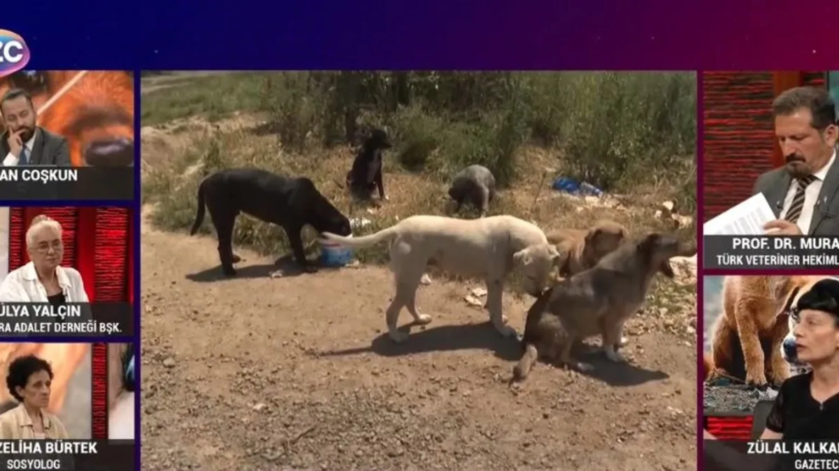 Sözcü TV'de skandal 'başıboş köpekler düzenlemesi' yayını: Sokak savaşları başlar tehdidi!