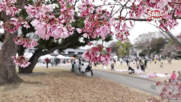 Japonya'da kiraz çiçekleri açtı, halk parklara akın etti | Video