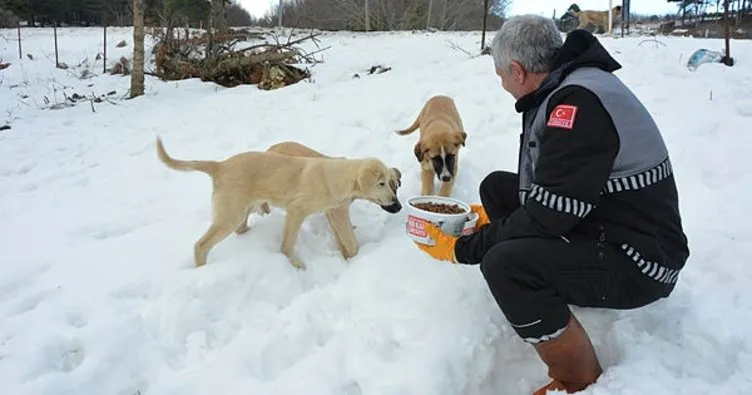 Karda aç kalan sokak hayvanlarına şefkat eli