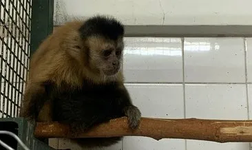 Hayvanat bahçesinden firar eden maymun elektrik akımına kapıldı