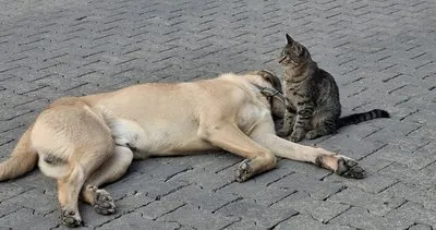 Köpek ve kedinin kıskandıran dostluğu #tunceli