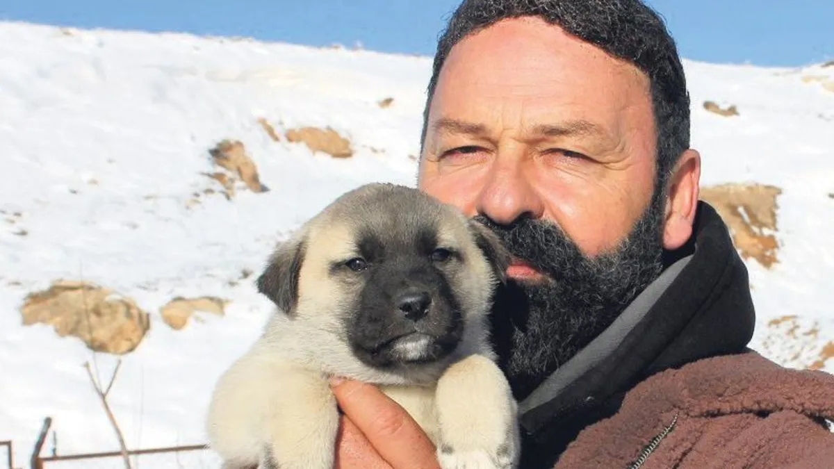 Anadolu aslanı erken yağan karla özüne döndü Anadolu aslanı erken yağan karla özüne döndü