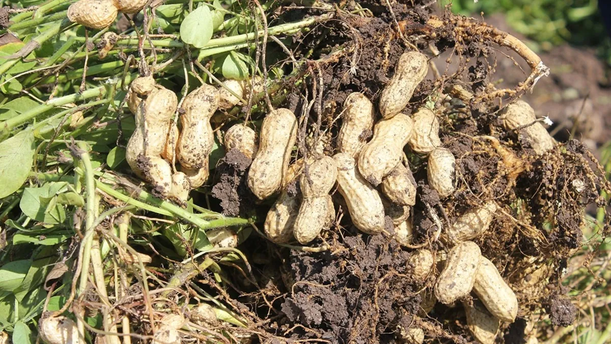 Yer fıstığının kabuğundaki mucize – Yaşam Haberleri