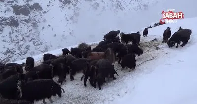 Batman’da etkili olan kar yağışı köyleri beyaza bürüdü | Video